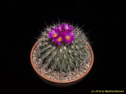 Gymnocactus horripilus 2013